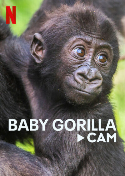 Baby Gorilla Cam