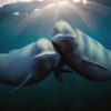 地球の海: その神秘に満ちた世界 - Netflix