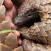 センザンコウ: 心を癒す旅 - Netflix